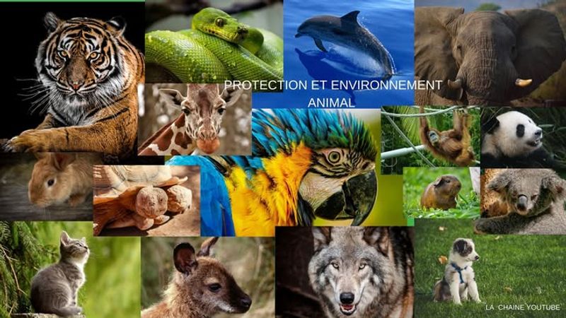 Photo 2 de PEA PROTECTION ET ENVIRONNEMENT ANIMAL